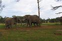 Elephant Sanctuary (16)